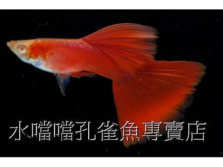 水噹噹孔雀魚003