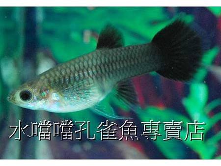 水噹噹孔雀魚004