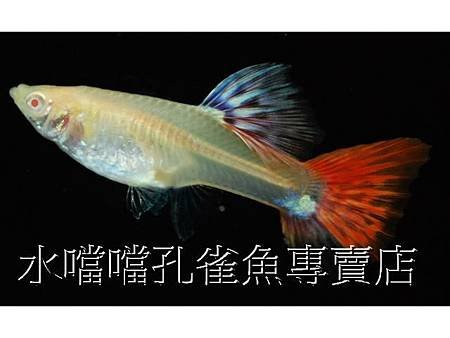 水噹噹孔雀魚005