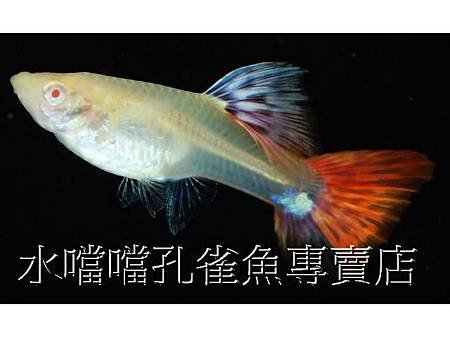 水噹噹孔雀魚004