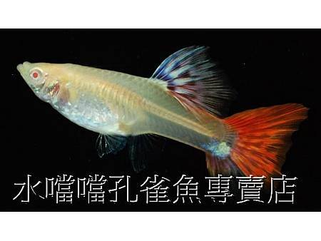 水噹噹孔雀魚006