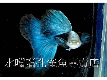 水噹噹孔雀魚005