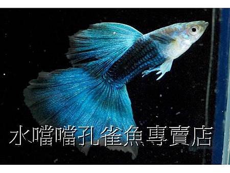 水噹噹孔雀魚007