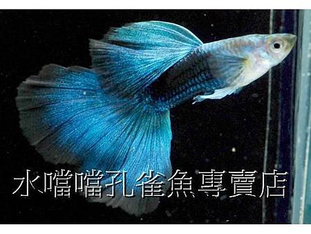 水噹噹孔雀魚008