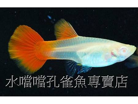 水噹噹孔雀魚004