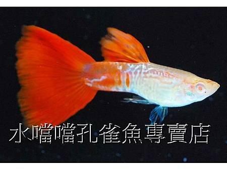 水噹噹孔雀魚001