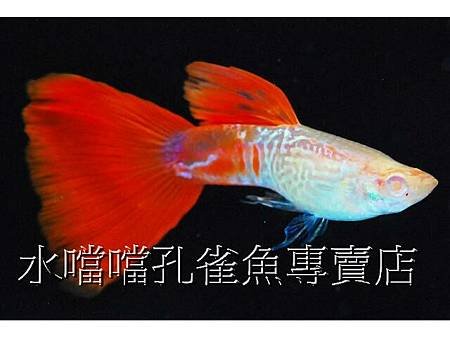 水噹噹孔雀魚002