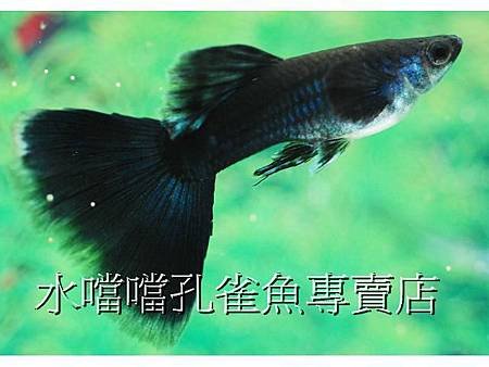 水噹噹孔雀魚專賣店005