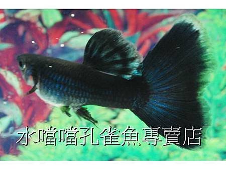 水噹噹孔雀魚專賣店006