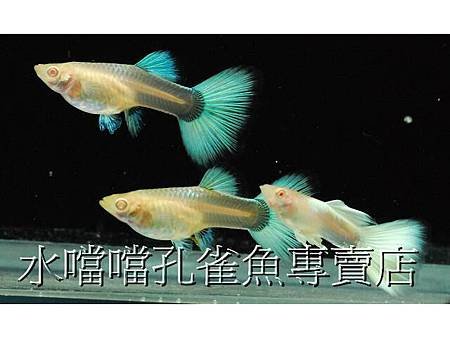 水噹噹孔雀魚004