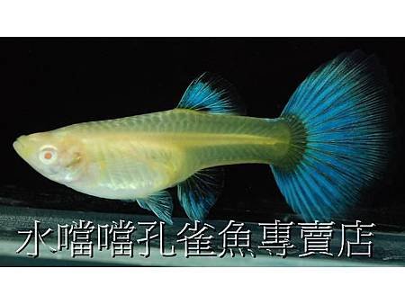 水噹噹孔雀魚005