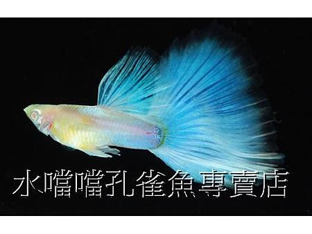 水噹噹孔雀魚001