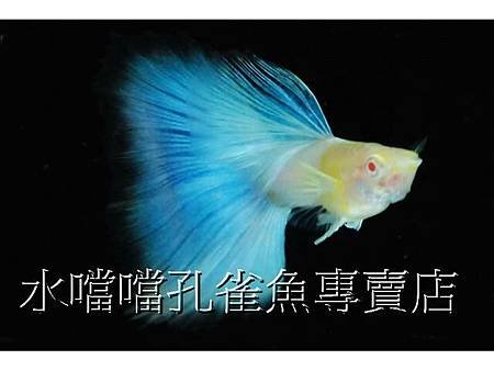 水噹噹孔雀魚003