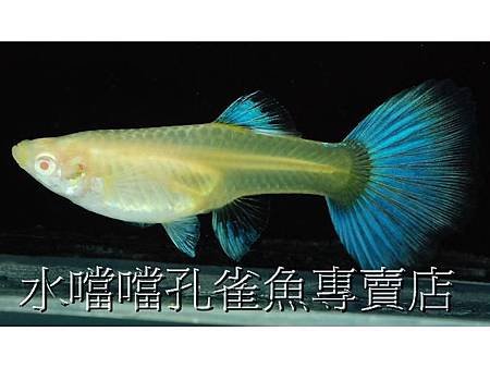 水噹噹孔雀魚006