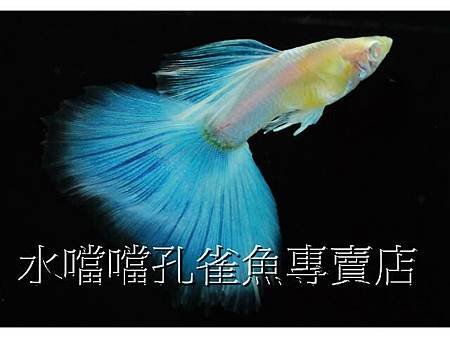 水噹噹孔雀魚002