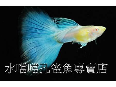 水噹噹孔雀魚004