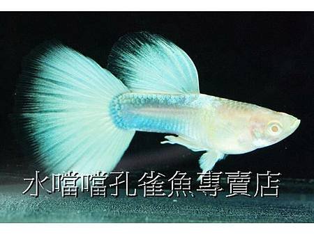 水噹噹孔雀魚專賣店001