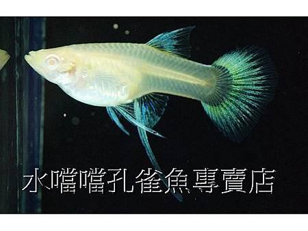 水噹噹孔雀魚專賣店007