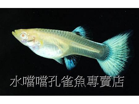 水噹噹孔雀魚專賣店005