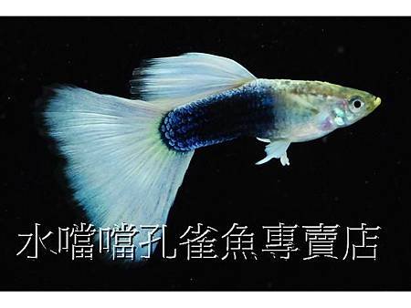 水噹噹孔雀魚002