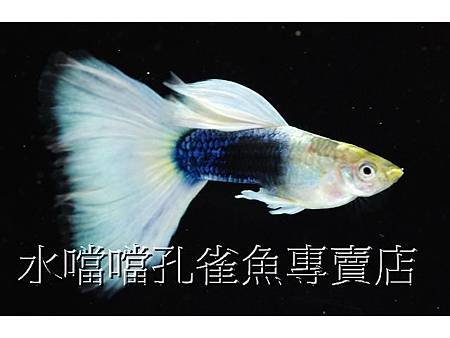 水噹噹孔雀魚001