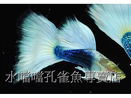 水噹噹孔雀魚003