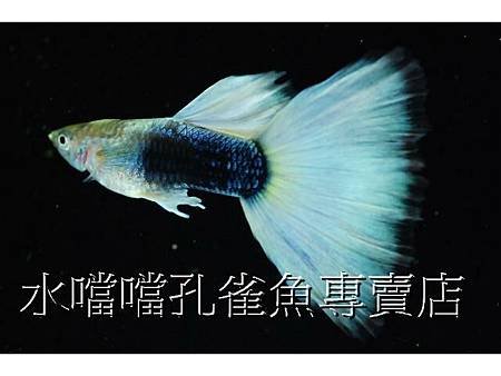 水噹噹孔雀魚005