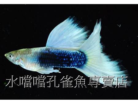 水噹噹孔雀魚004