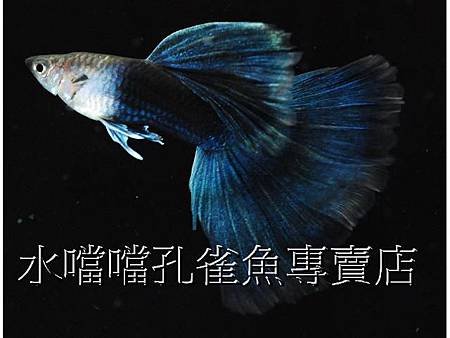 水噹噹孔雀魚004