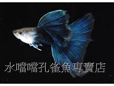 水噹噹孔雀魚001