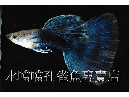 水噹噹孔雀魚003