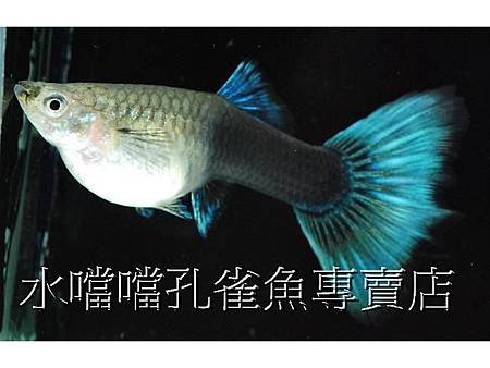 水噹噹孔雀魚006