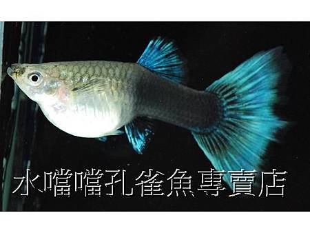 水噹噹孔雀魚005