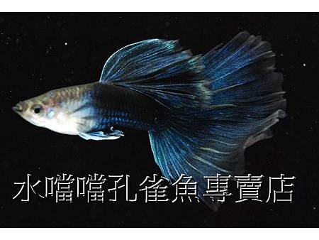 水噹噹孔雀魚002