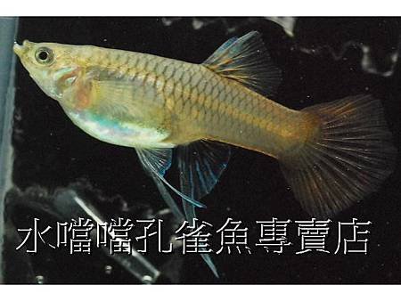 水噹噹孔雀魚007