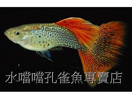 水噹噹孔雀魚001