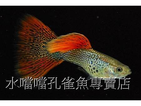 水噹噹孔雀魚004