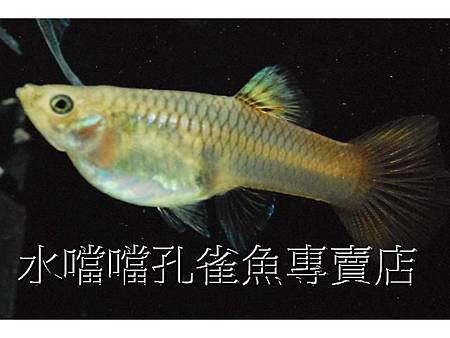 水噹噹孔雀魚005