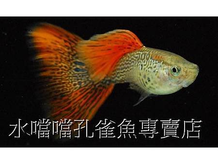 水噹噹孔雀魚002