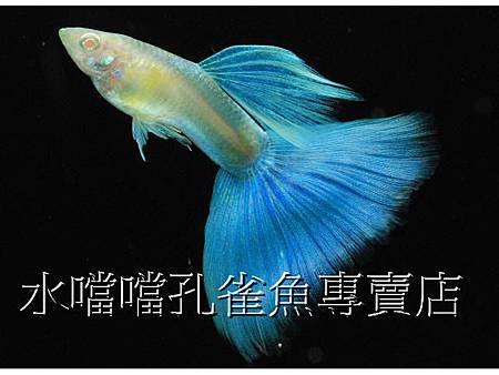 水噹噹孔雀魚001