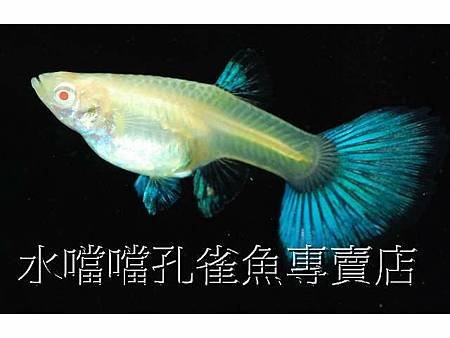 水噹噹孔雀魚003