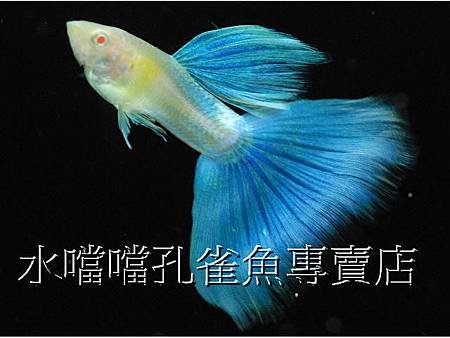 水噹噹孔雀魚002