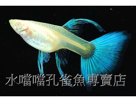 水噹噹孔雀魚004