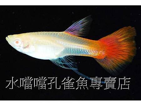 水噹噹孔雀魚003