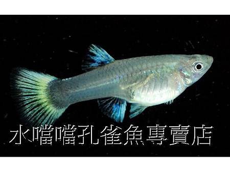 水噹噹孔雀魚005