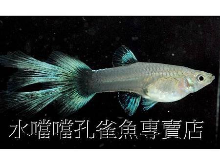 水噹噹孔雀魚006