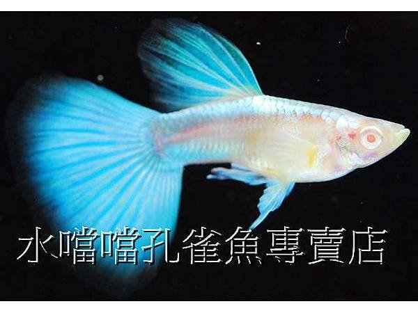 水噹噹孔雀魚001