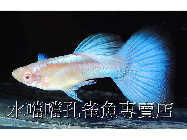 水噹噹孔雀魚002