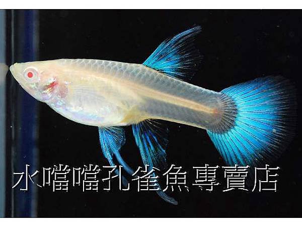 水噹噹孔雀魚004