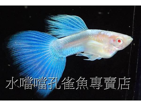 水噹噹孔雀魚001